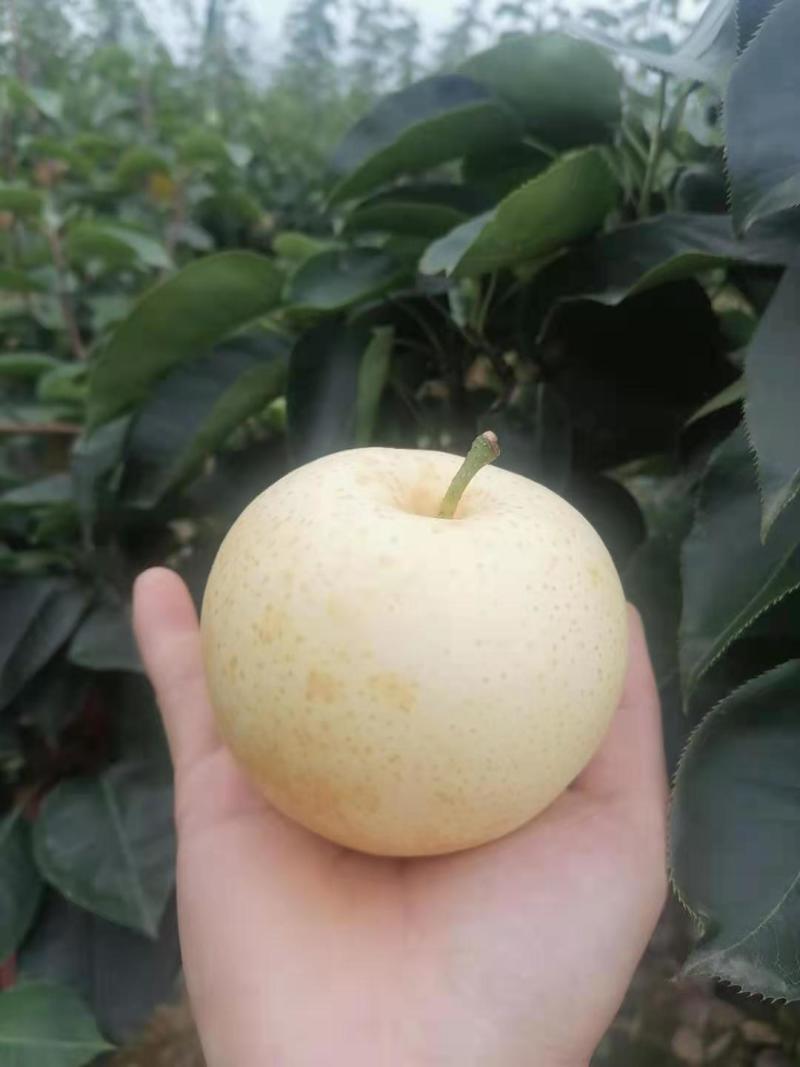 万亩黄金梨大量上市，常年供应！！！！！