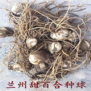 兰州甜百合种球山丹丹花盆栽地栽南北方种植