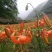 兰州甜百合种球山丹丹花盆栽地栽南北方种植