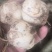 兰州甜百合种球山丹丹花盆栽地栽南北方种植