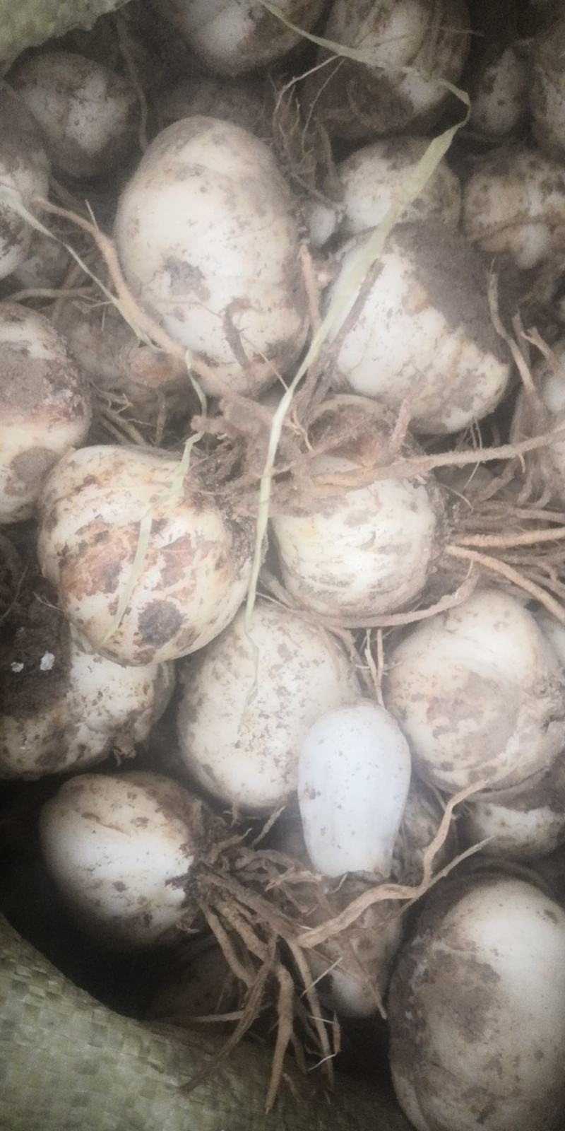 兰州甜百合种球山丹丹花盆栽地栽南北方种植