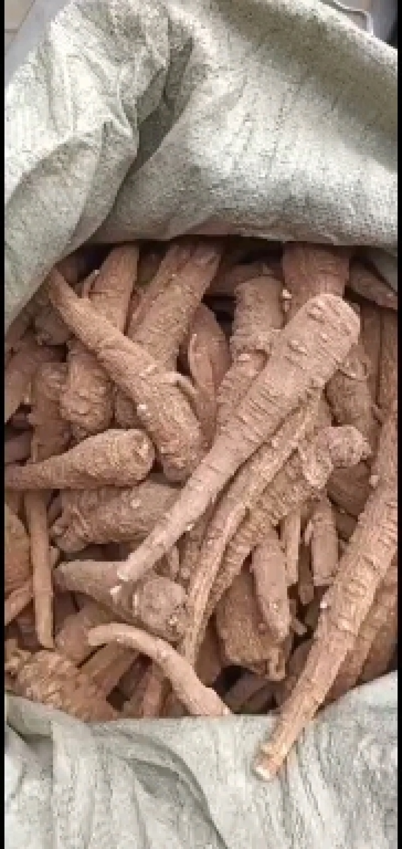 红皮香白芷（川货）
