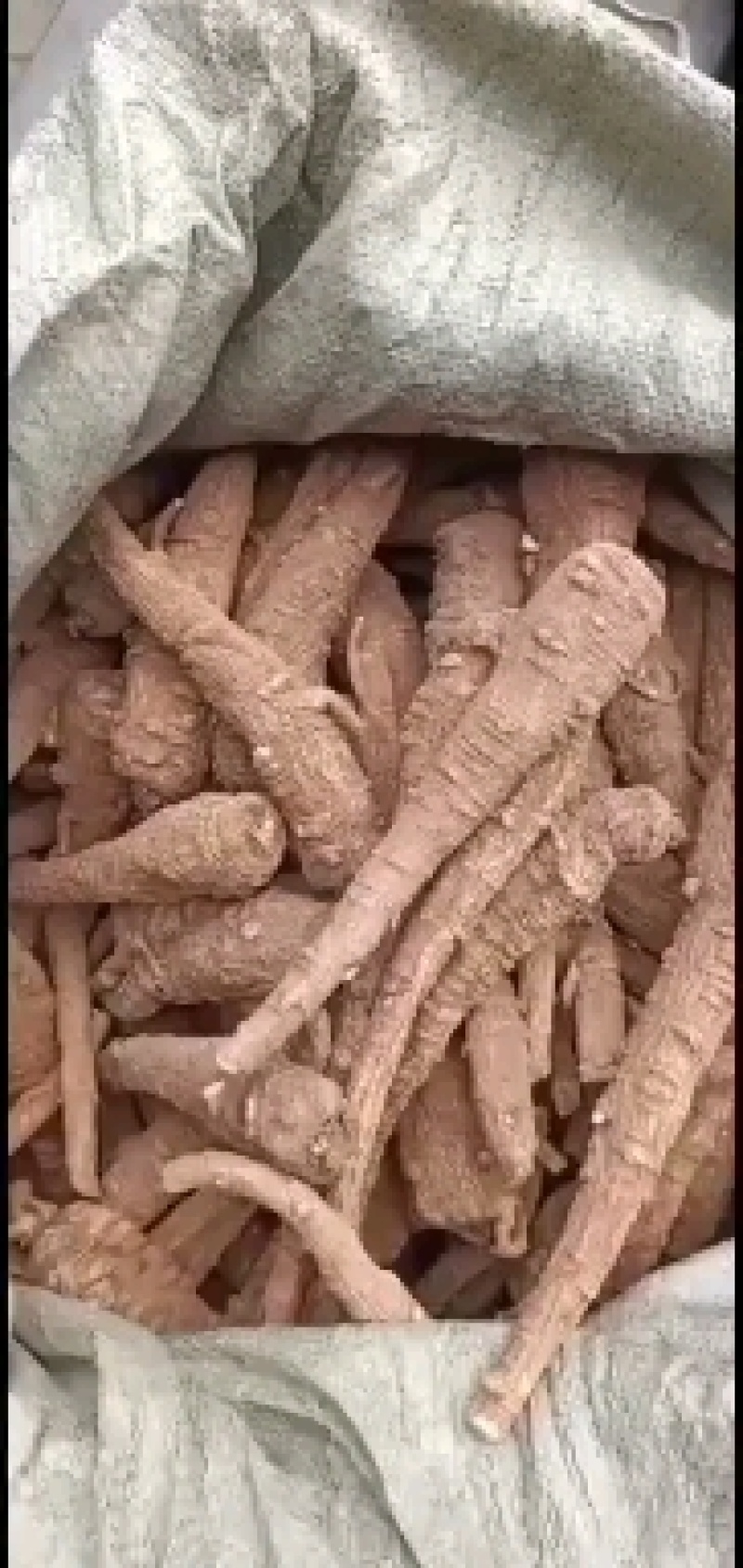红皮香白芷（川货）
