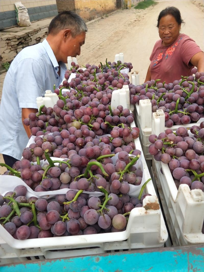 软枝巨峰葡萄