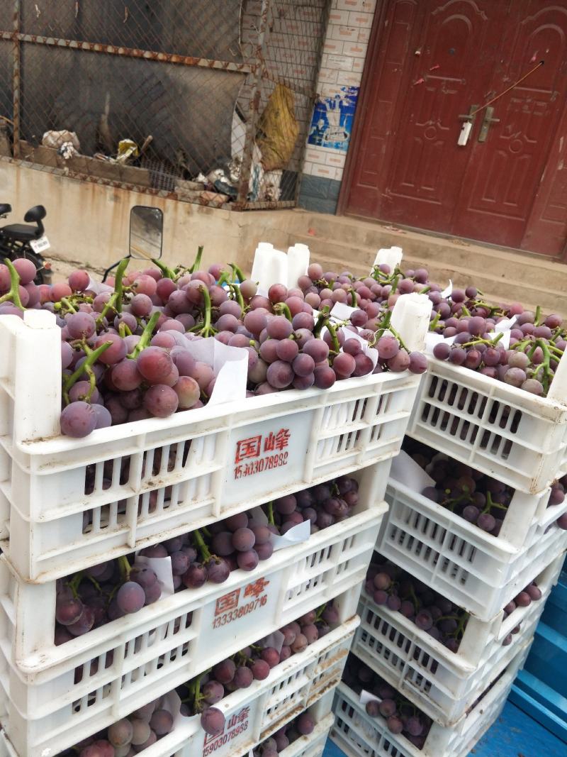 软枝巨峰葡萄