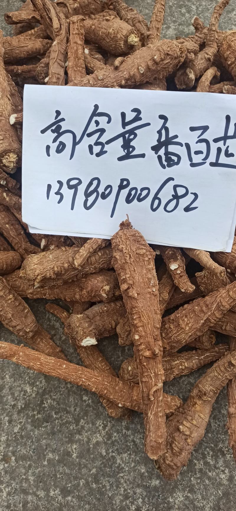 红皮白芷