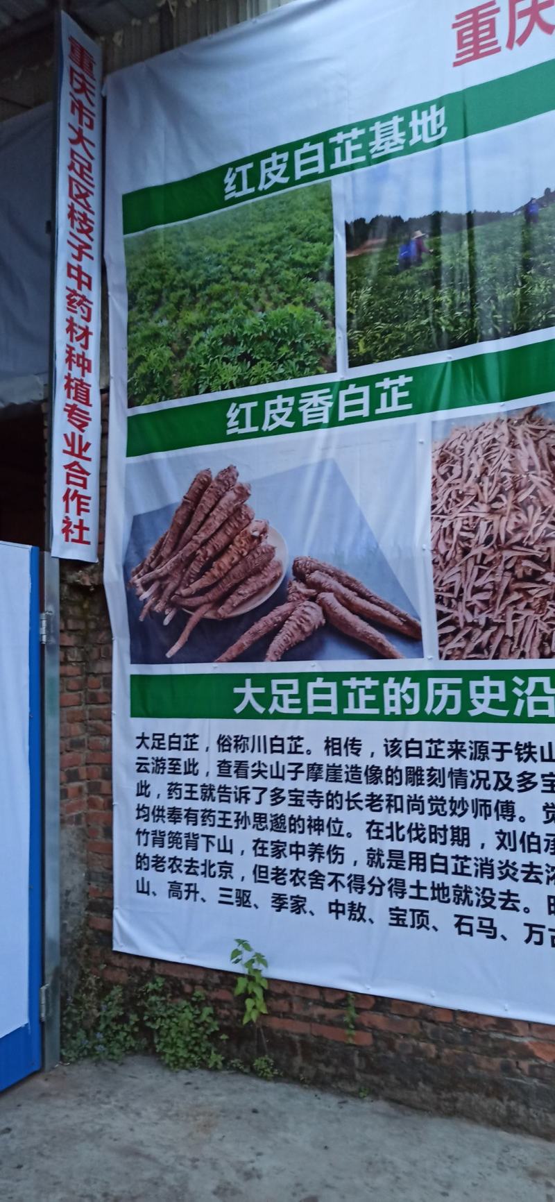 红皮白芷