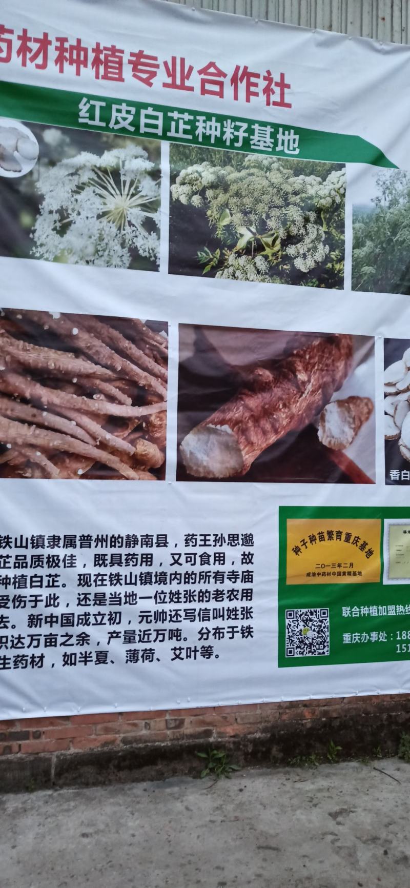 红皮白芷