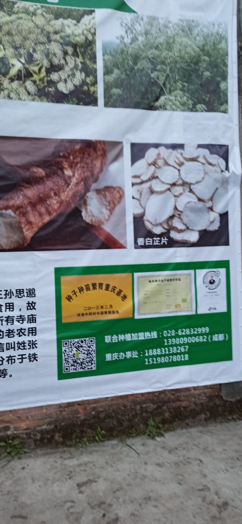 红皮白芷
