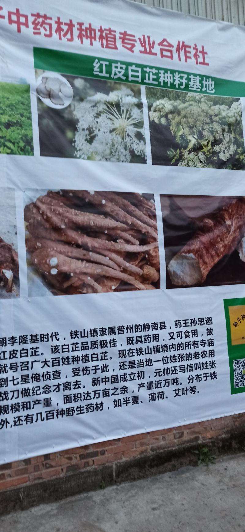 红皮白芷