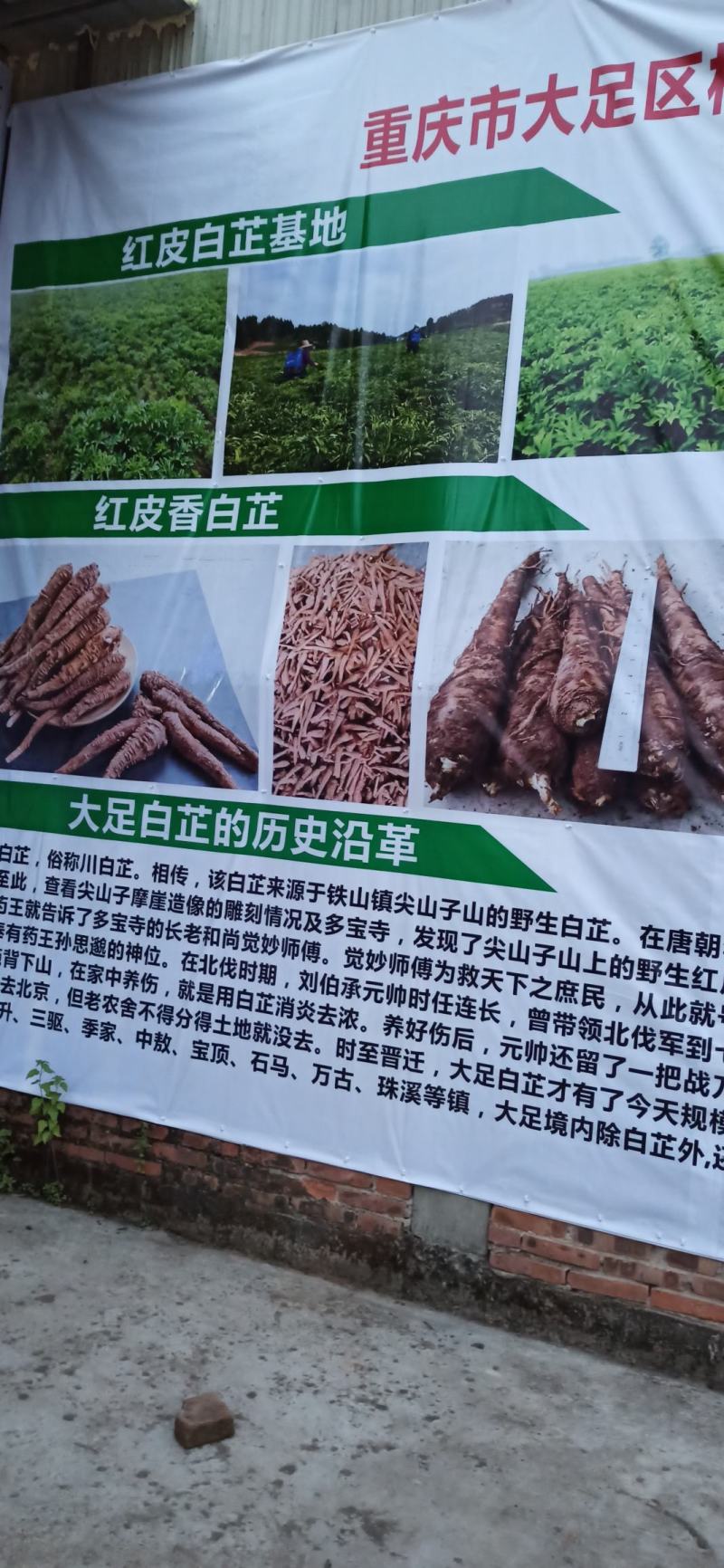 红皮白芷