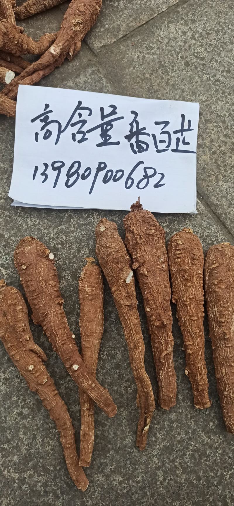 红皮白芷