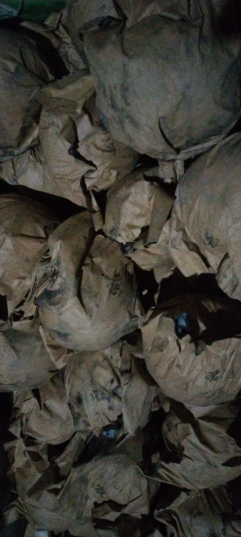 深州市皇冠次梨，精品皇冠二梨，罐头梨，有机管理绿色食品。