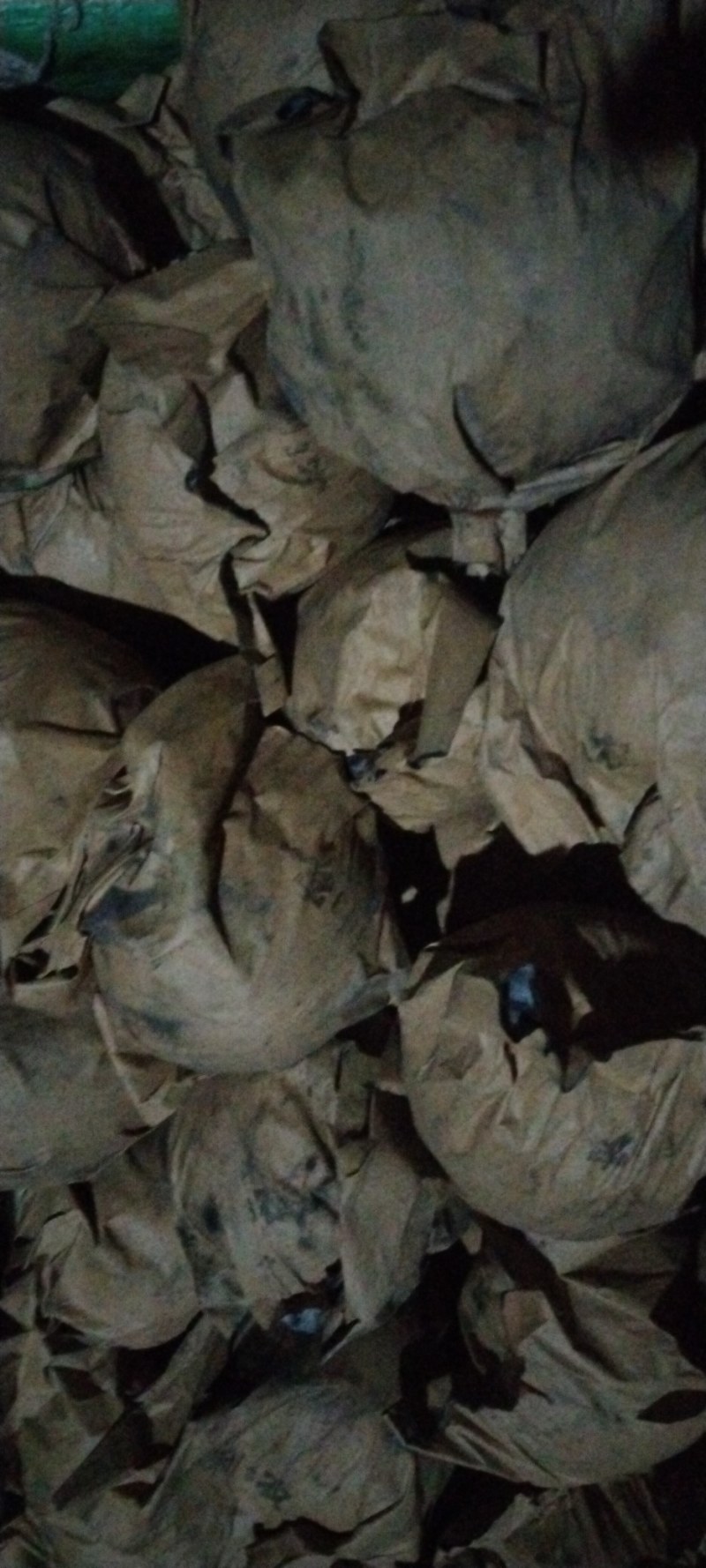 深州市皇冠次梨，精品皇冠二梨，罐头梨，有机管理绿色食品。