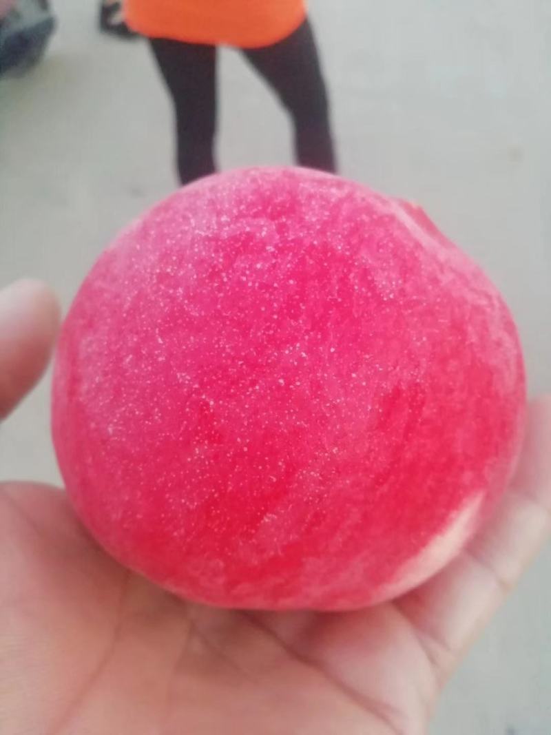 永莲桃套袋蜜桃个头大口感甜量大产地供货诚信对接批发商