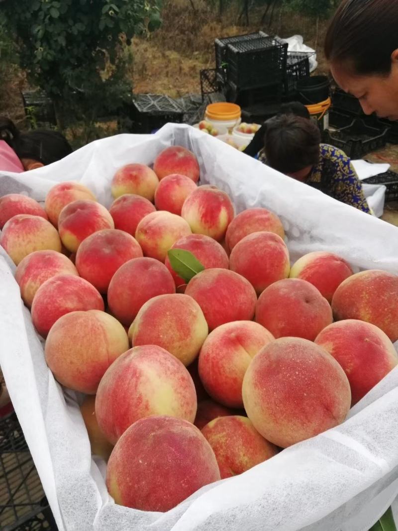 永莲桃套袋蜜桃个头大口感甜量大产地供货诚信对接批发商