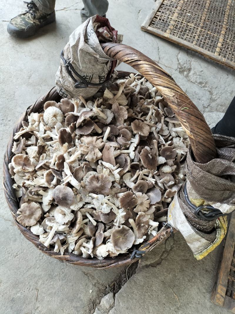 出售鲜磨，干蘑