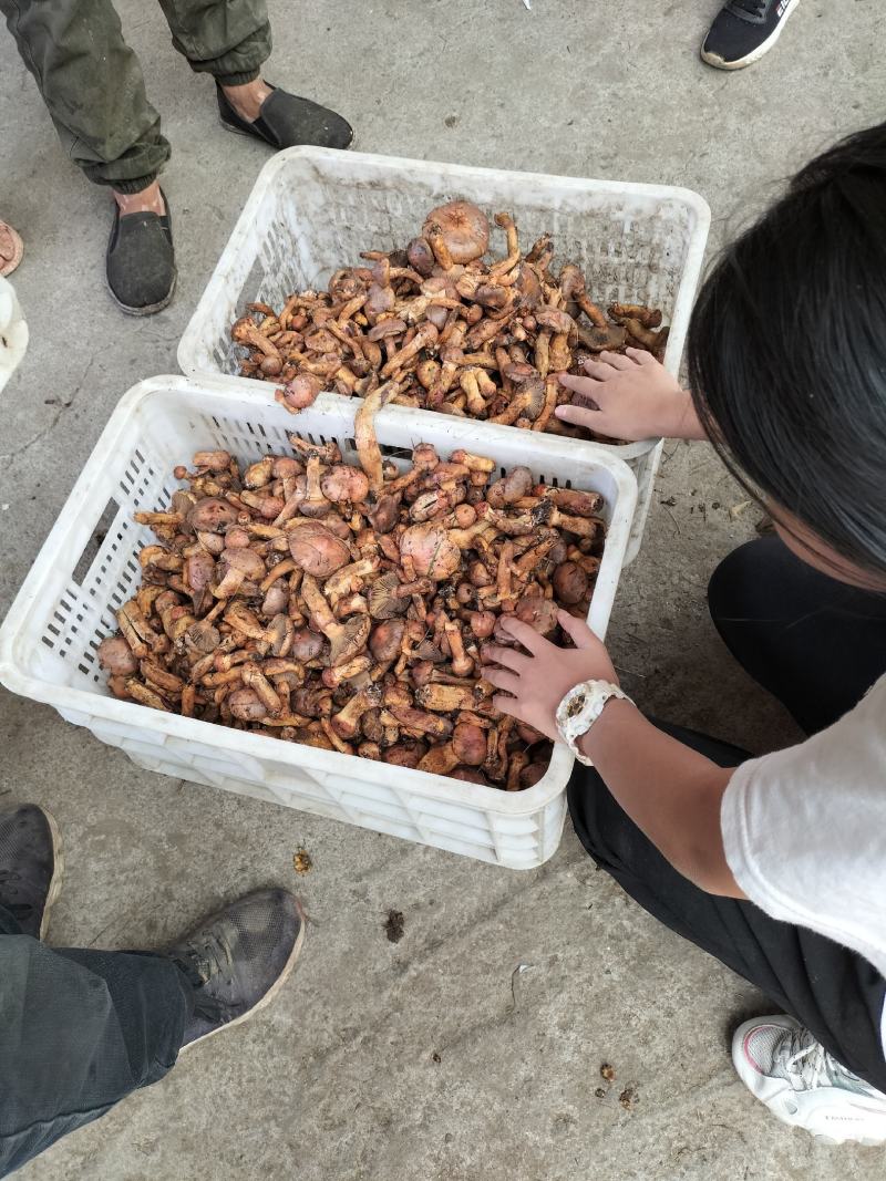 出售鲜磨，干蘑