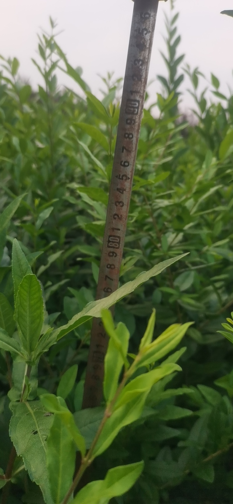 水蜡杯苗大田苗高度60-70-80-1米左右
