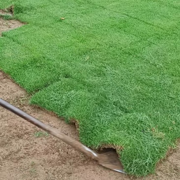 湖北马尼拉草坪细叶结缕草中华结缕草台湾青兰引三号全国发货
