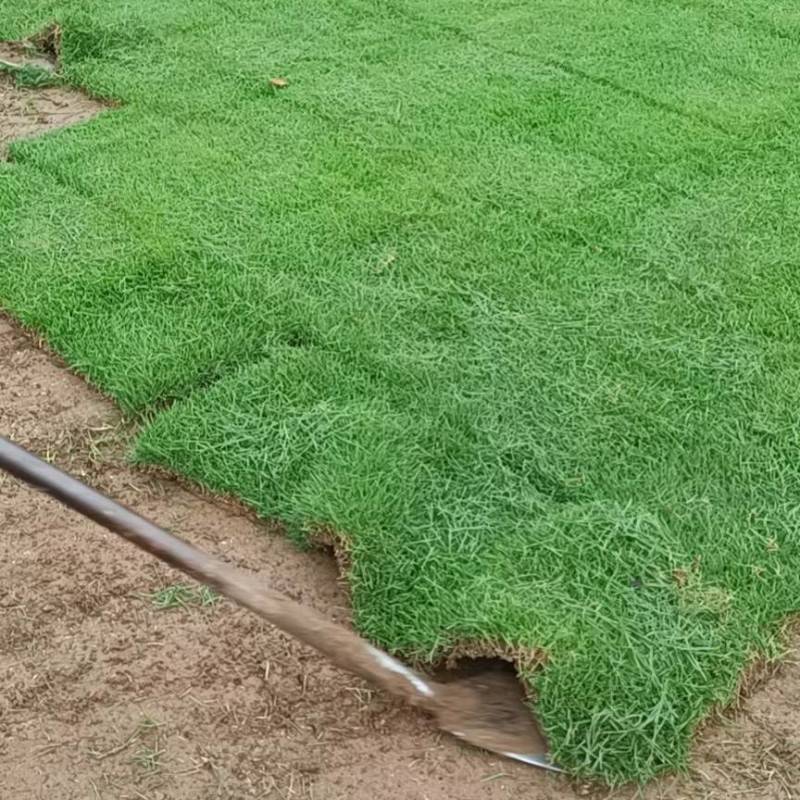 湖北马尼拉草坪细叶结缕草中华结缕草台湾青兰引三号全国发货