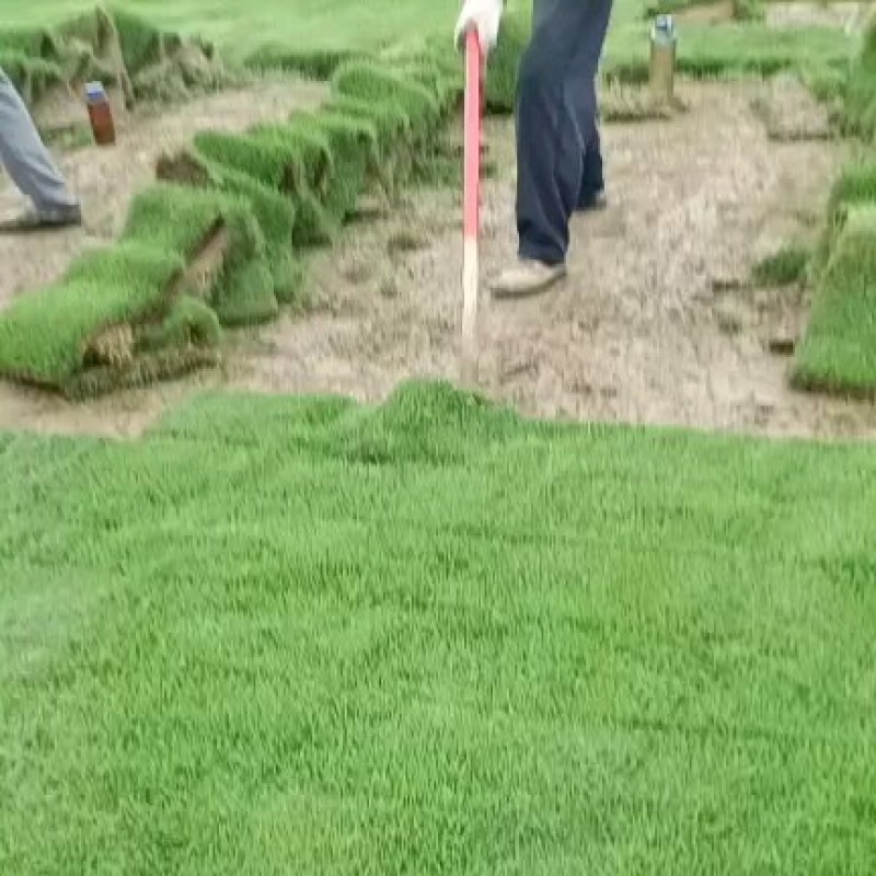 湖北马尼拉草坪细叶结缕草中华结缕草台湾青兰引三号全国发货