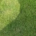 湖北马尼拉草坪细叶结缕草中华结缕草台湾青兰引三号全国发货