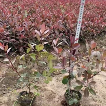 红叶石楠大小杯苗大田苗红叶石楠大桶规格齐全质量可靠