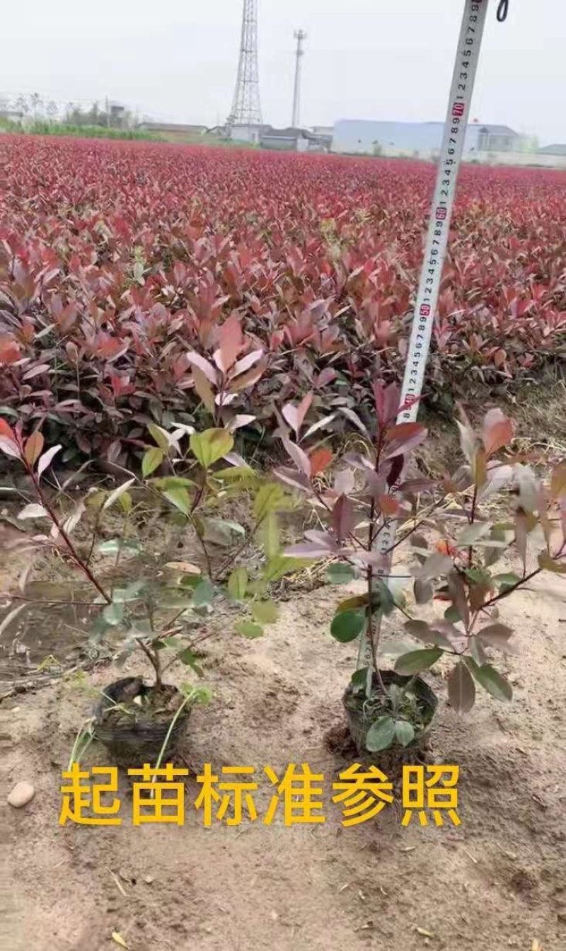 红叶石楠大小杯苗大田苗红叶石楠大桶规格齐全质量可靠