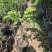 余甘果苗油甘果苗嫁接油甘子大果甘甜树苗耐寒油甘嫁接《》