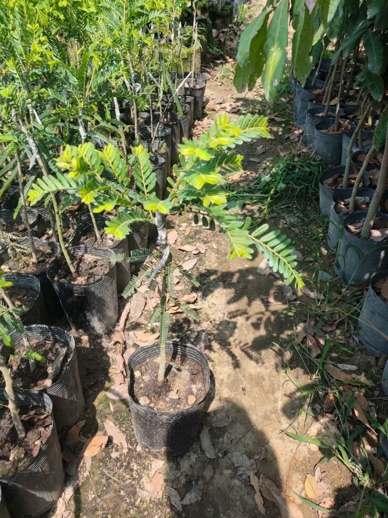 余甘果苗油甘果苗嫁接油甘子大果甘甜树苗耐寒油甘嫁接《》