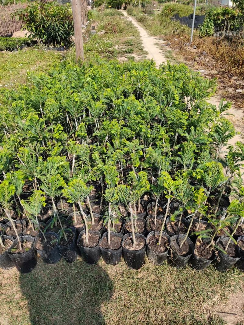 余甘果苗油甘果苗嫁接油甘子大果甘甜树苗耐寒油甘嫁接《》