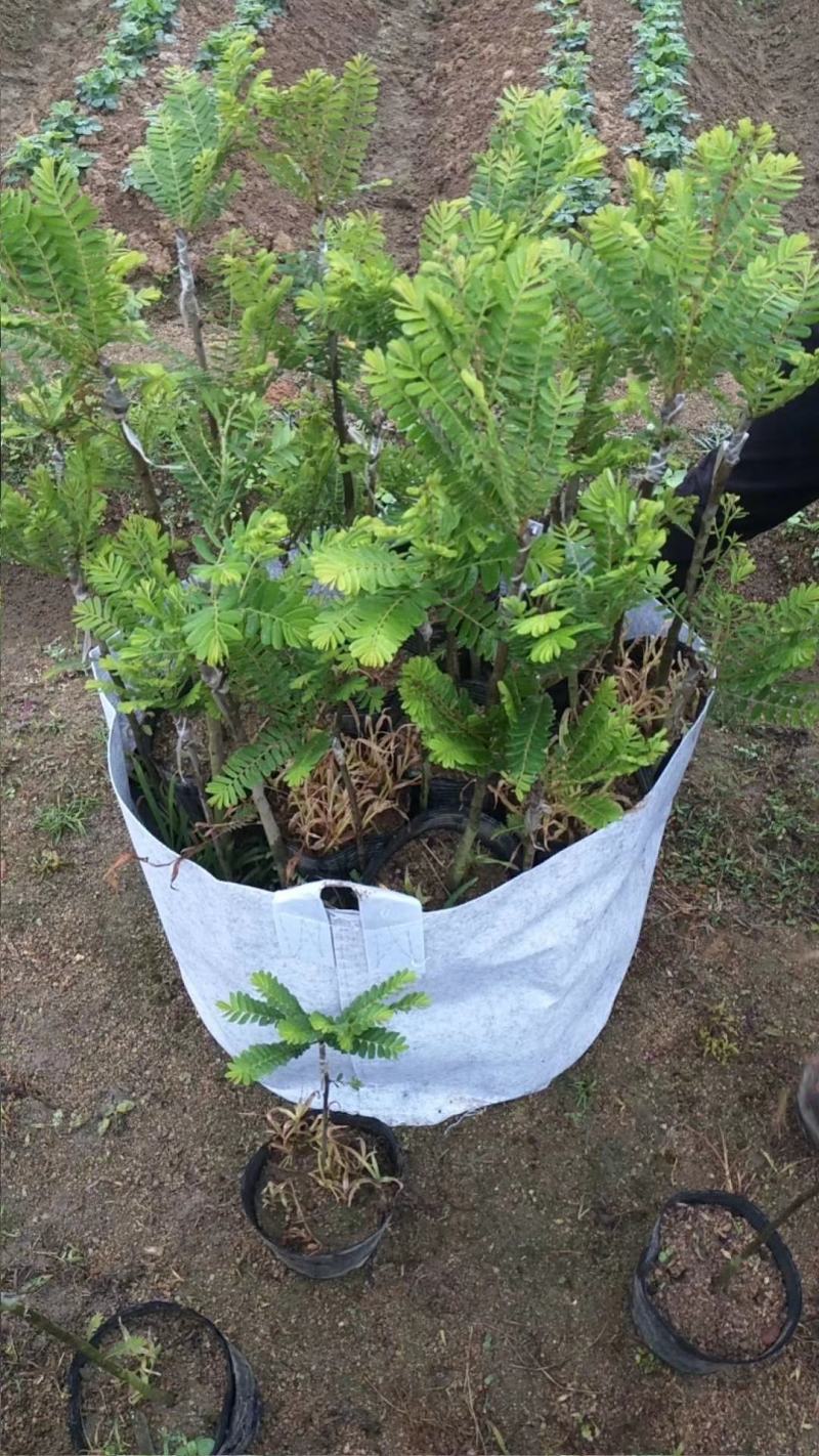 余甘果苗油甘果苗嫁接油甘子大果甘甜树苗耐寒油甘嫁接《》