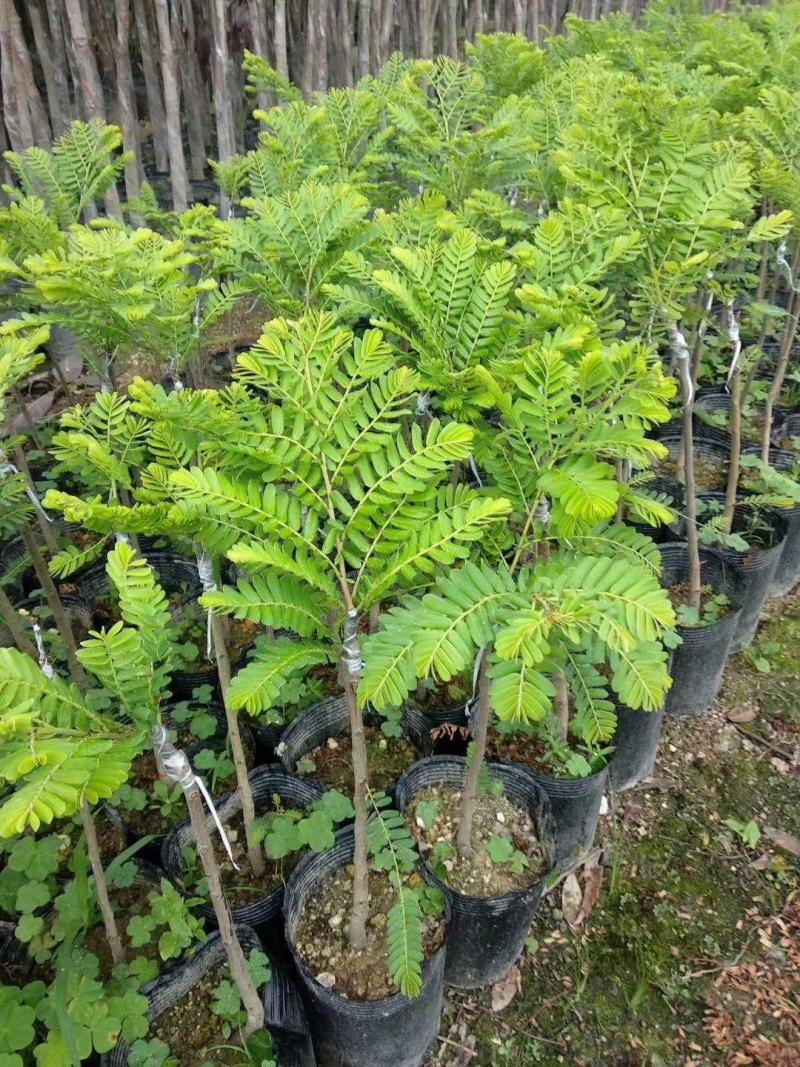 余甘果苗油甘果苗嫁接油甘子大果甘甜树苗耐寒油甘嫁接《》