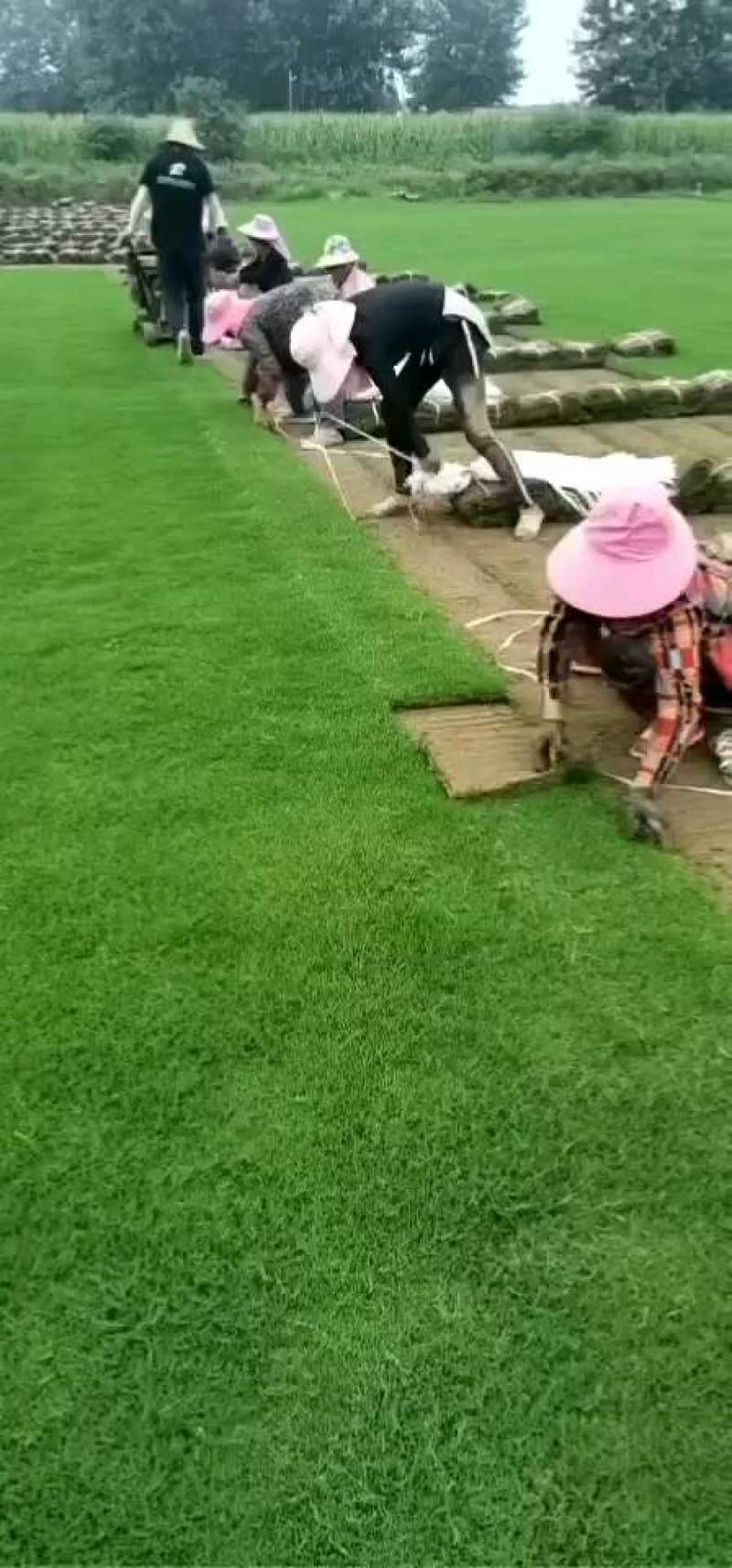 湖北荆州草坪草，百慕大混播果岭草，台湾青，马尼拉草