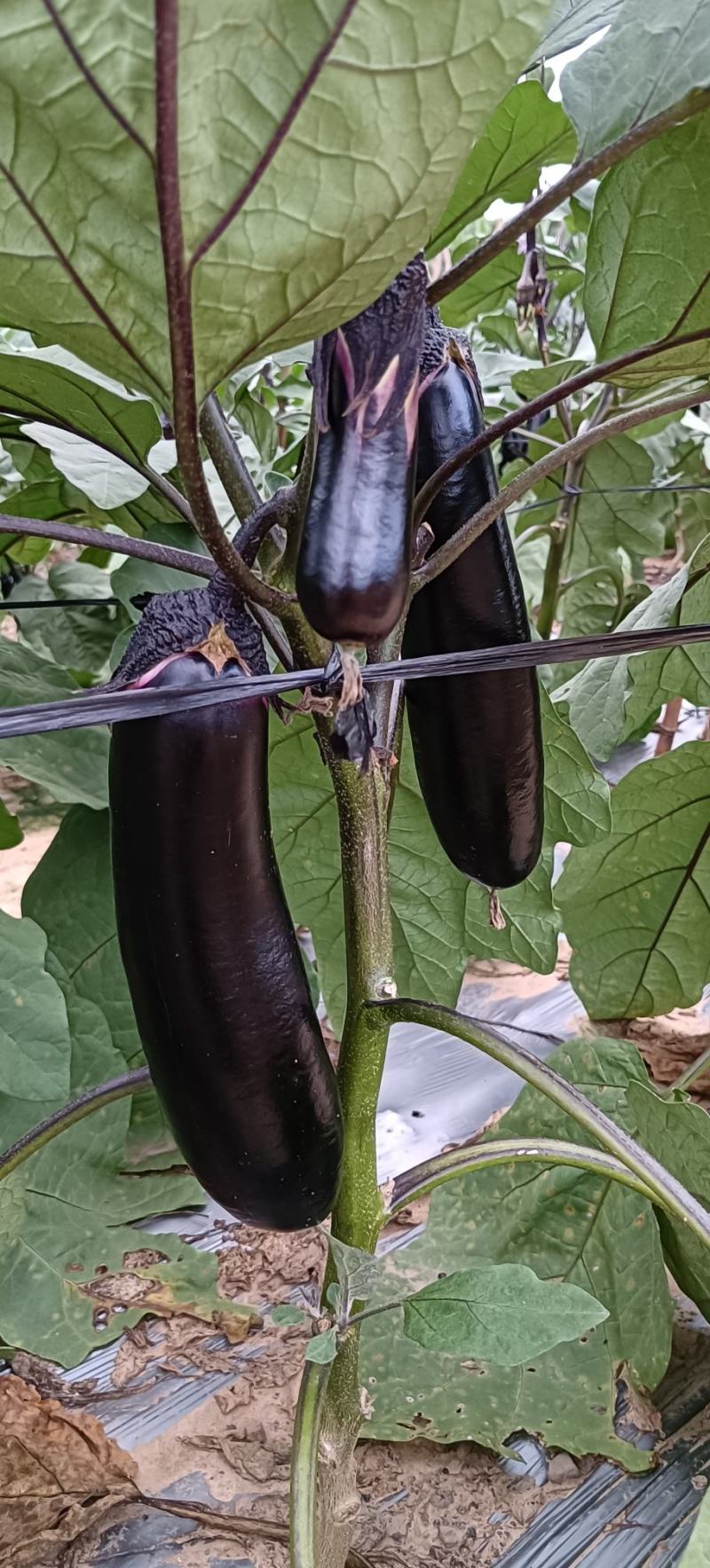 基地自产烧烤茄