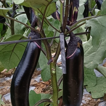 基地自产烧烤茄