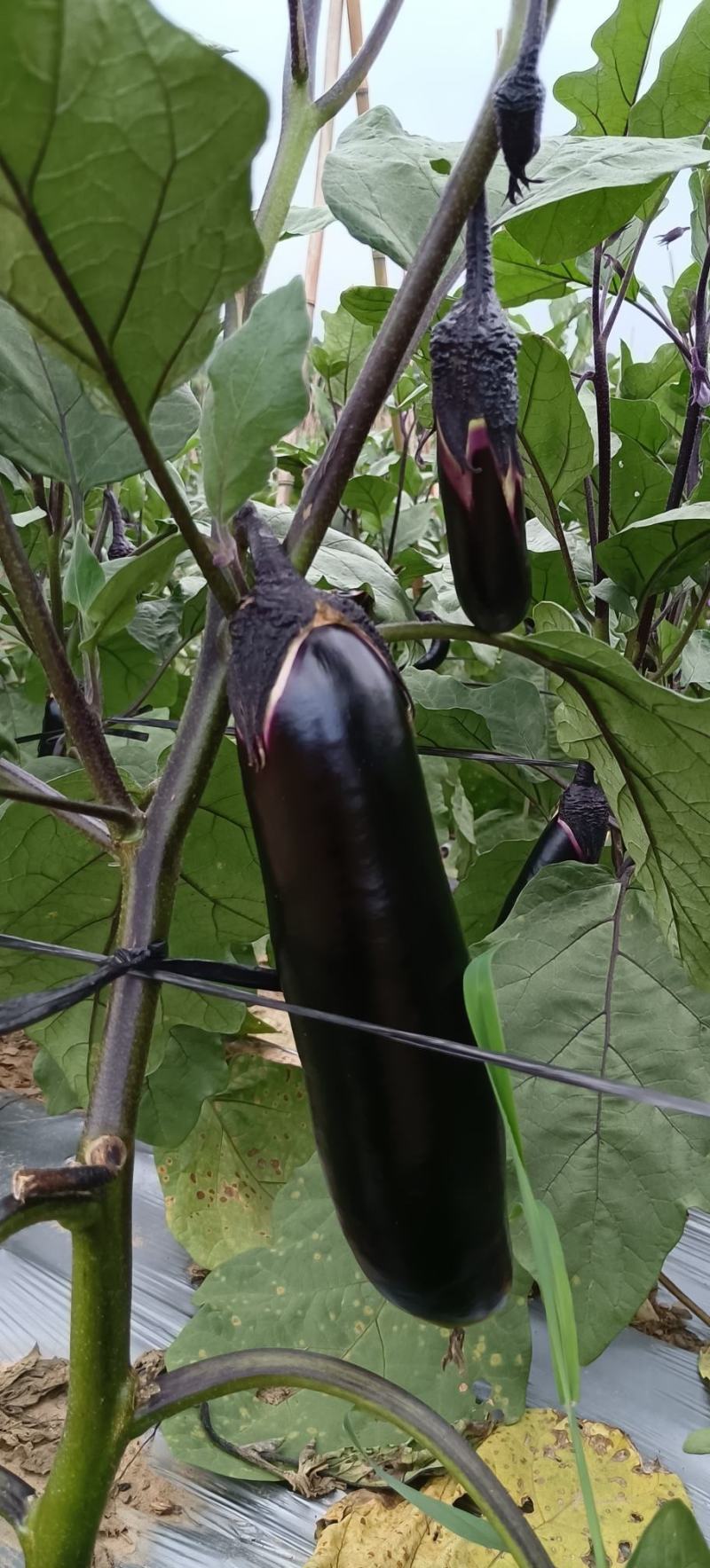 茄果类