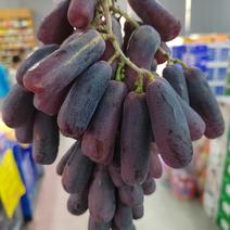 自家生茬地新沙尔葡萄苗！又叫红马奶葡萄！可以带皮吃的葡萄