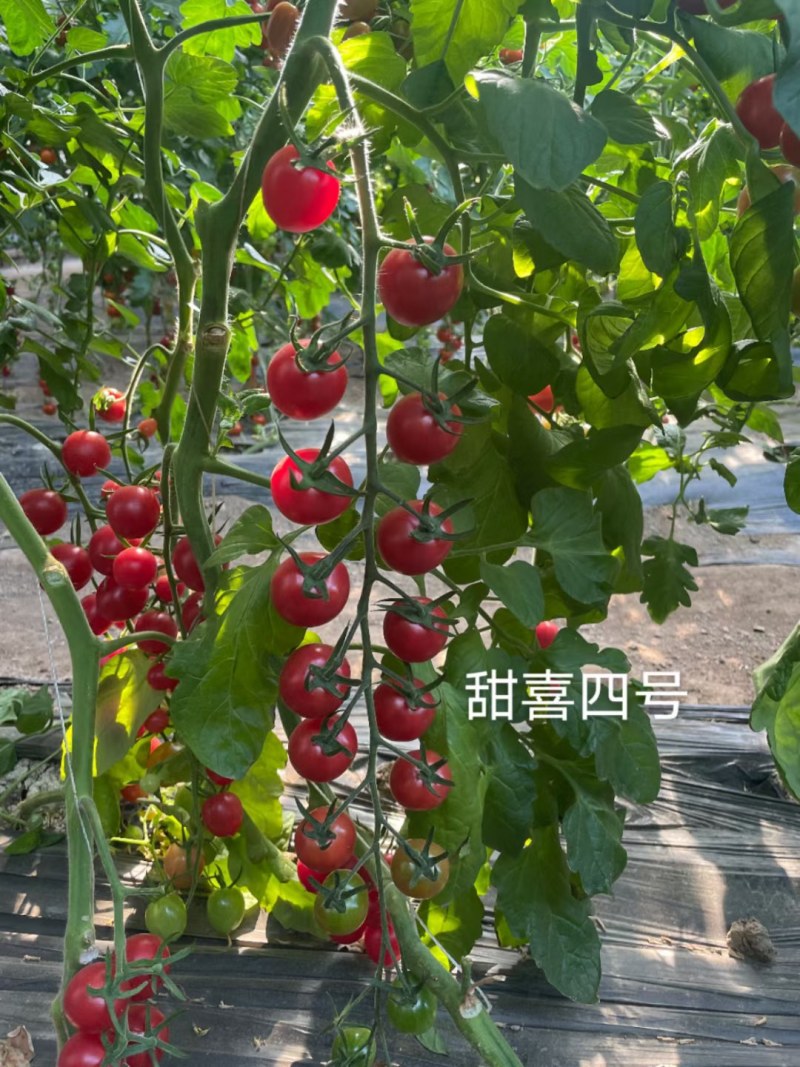 千禧类小番茄种子圣女果种子粉红色厂家发货
