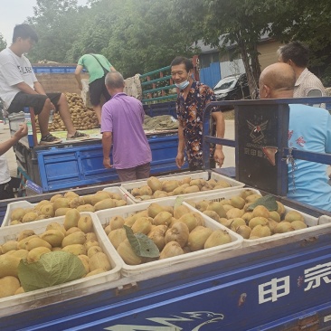 大量出售猕猴桃华美二号