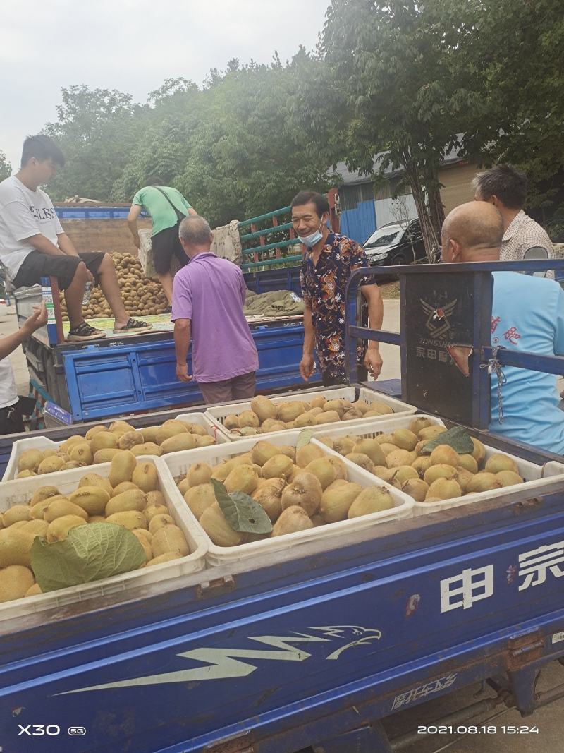 大量出售猕猴桃华美二号