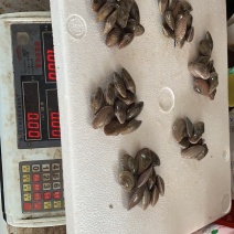 鼎鲜水产贸易花甲58左右个头油甲白菜价的海鲜