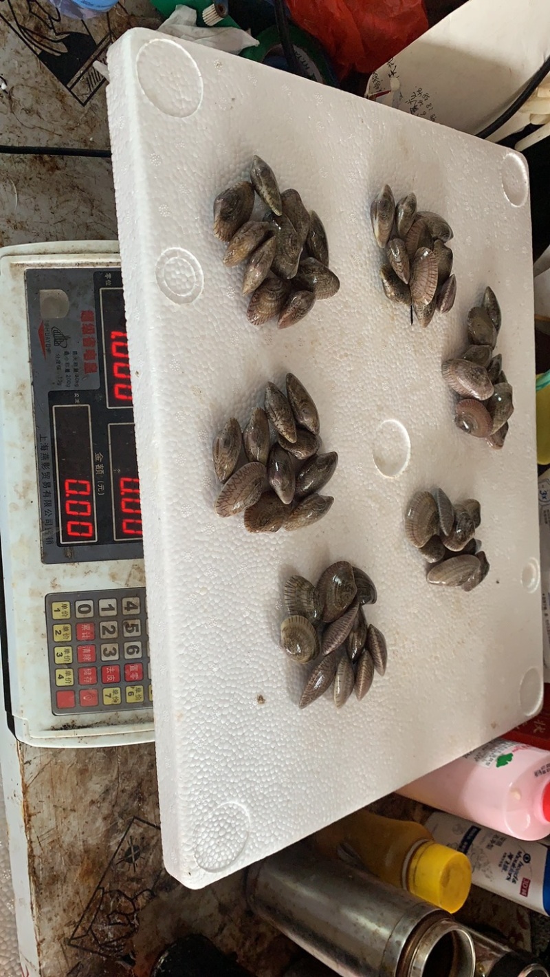 鼎鲜水产贸易花甲58左右个头油甲白菜价的海鲜