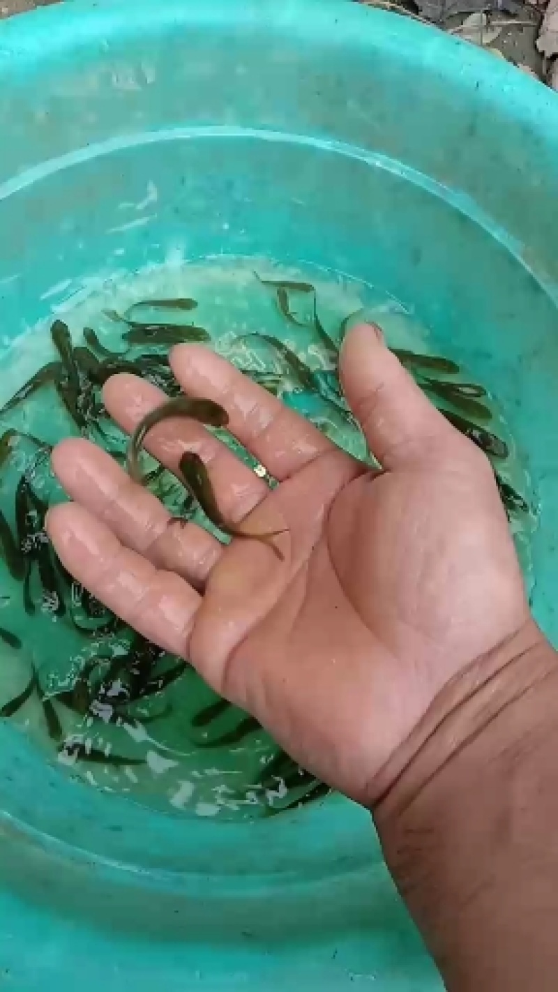 出售草鱼苗花白莲成活率高，保证鱼苗品质质量