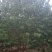 丛生丝绵木