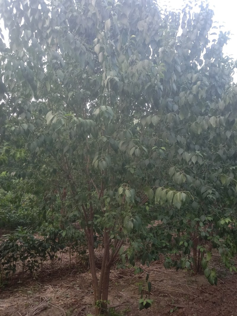 丛生丝绵木