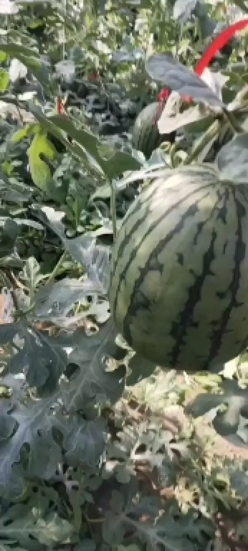 昌乐县全美2k西瓜