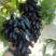 热销🔥巨峰葡萄，新疆红提，蓝宝石葡萄一手货源，品质保证