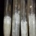 山东盛达菌业大量供应羊肚菌母种原种栽培种，每亩2000元